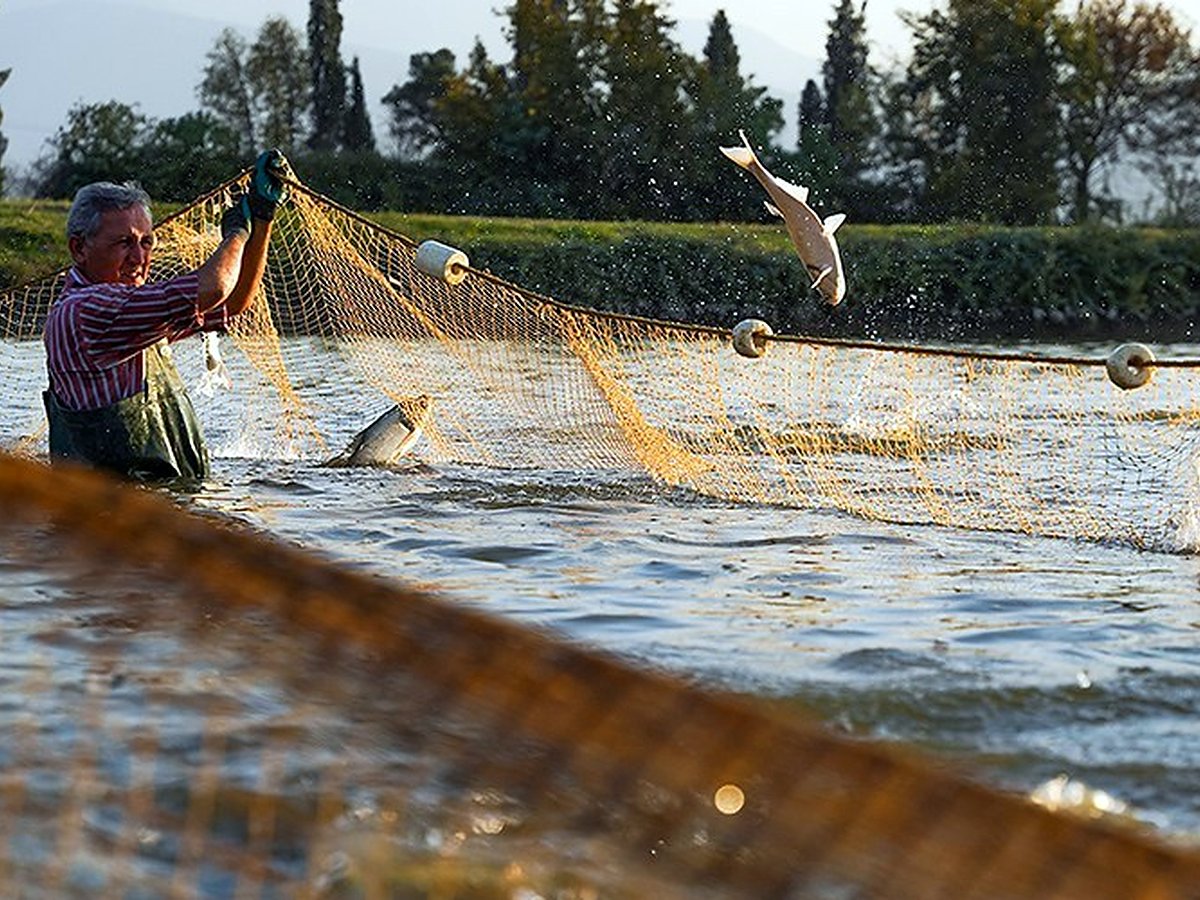 Cosecha de peces en un estanque de cultivo