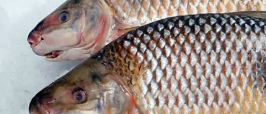 Boga