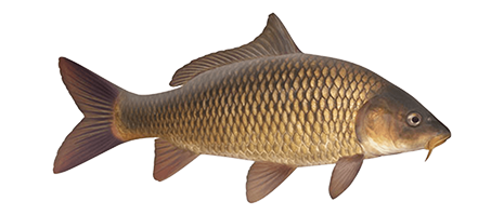 Carpa