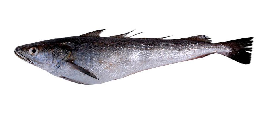 Merluza