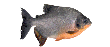 Pacú