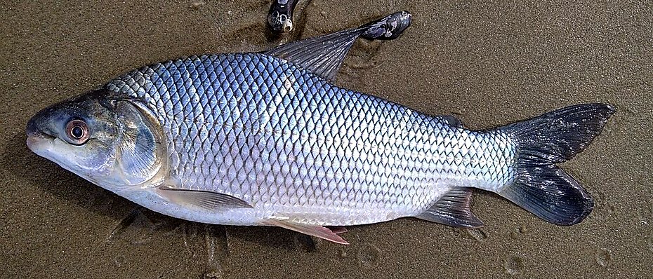Sábalo