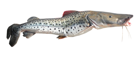 Surubí