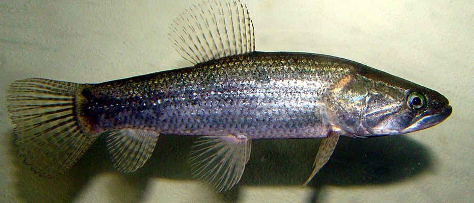 Tararira