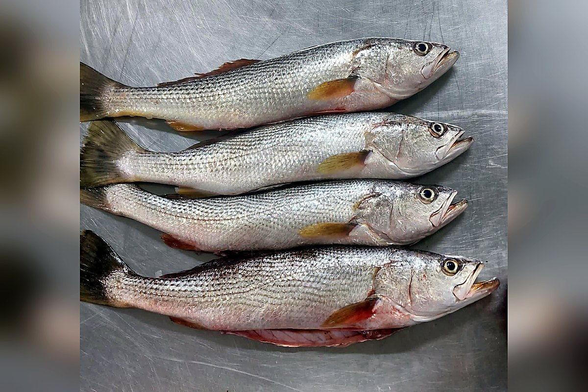 Pescadillas frescas sobre mesa de acero